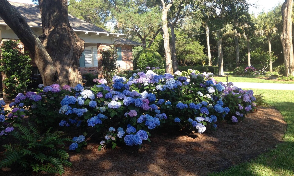 Sea Island House | THIS IS BEST LOCATION ON SEA ISLAND-ONLY 2 BLOCKS to CLOISTER HOTEL & BEACH CLUB