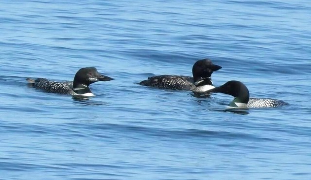 Loon Beach is a Lake House on a quiet dead end road with private lake front in Plattsburgh