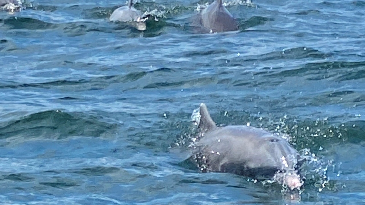 Photo of Others in Fort Morgan Pines