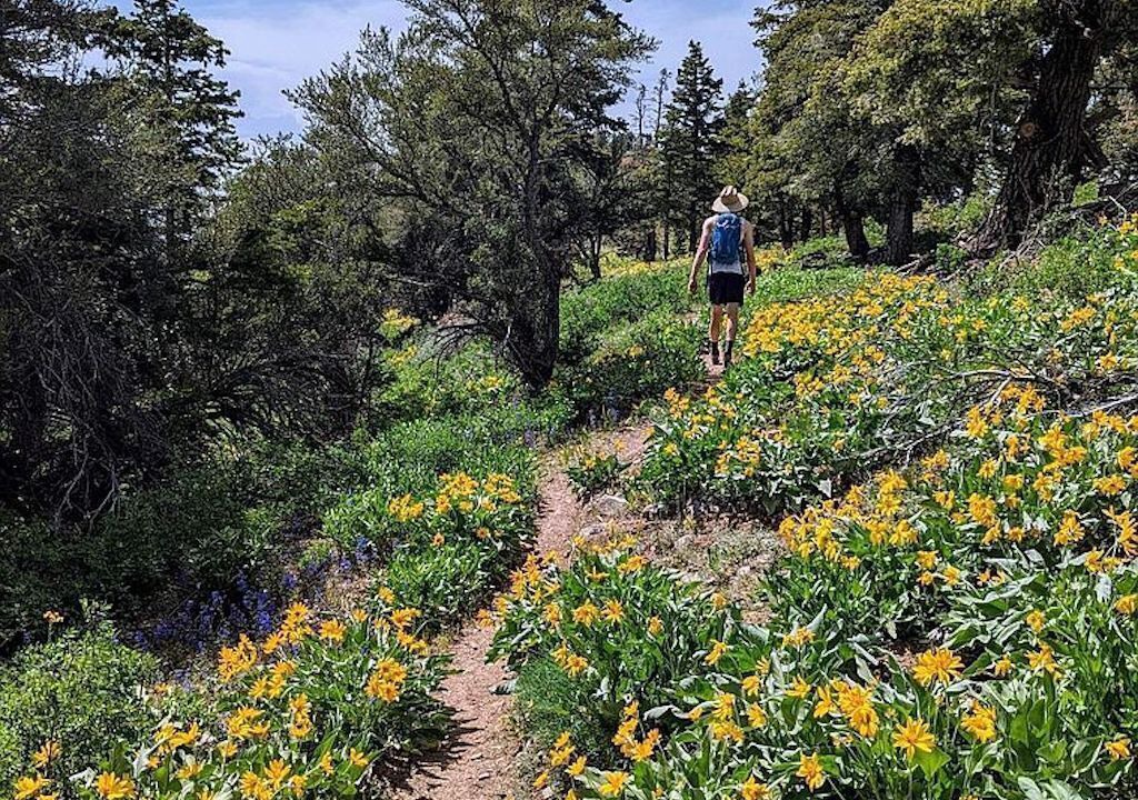 Photo of Outdoor in Summit Park