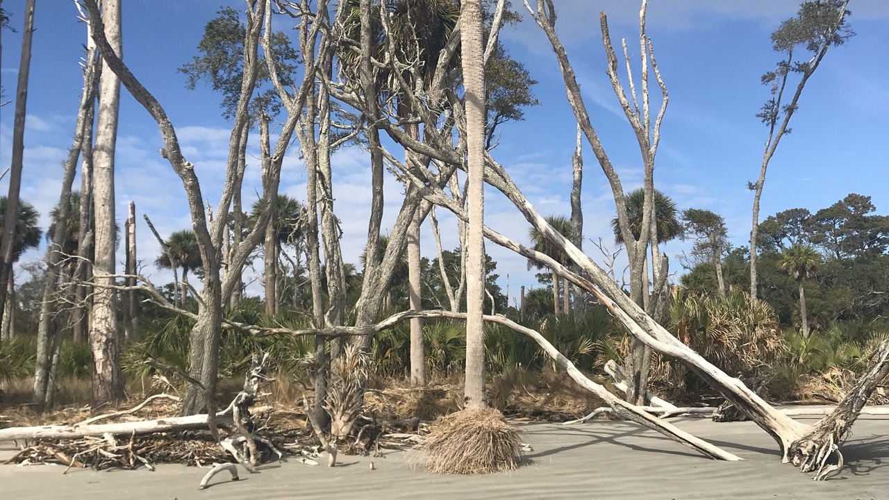 Photo of Others in Daufuskie Island