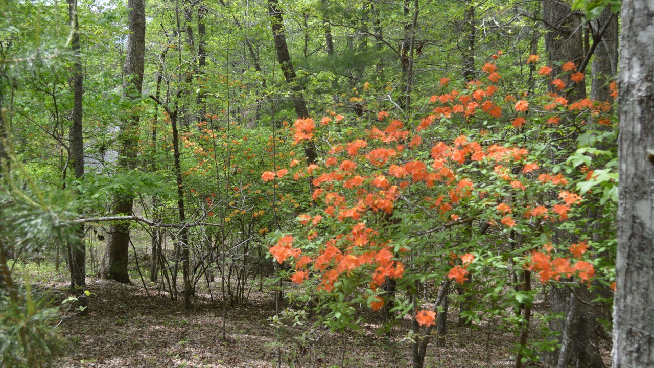 Photo of Outdoor in Morganton