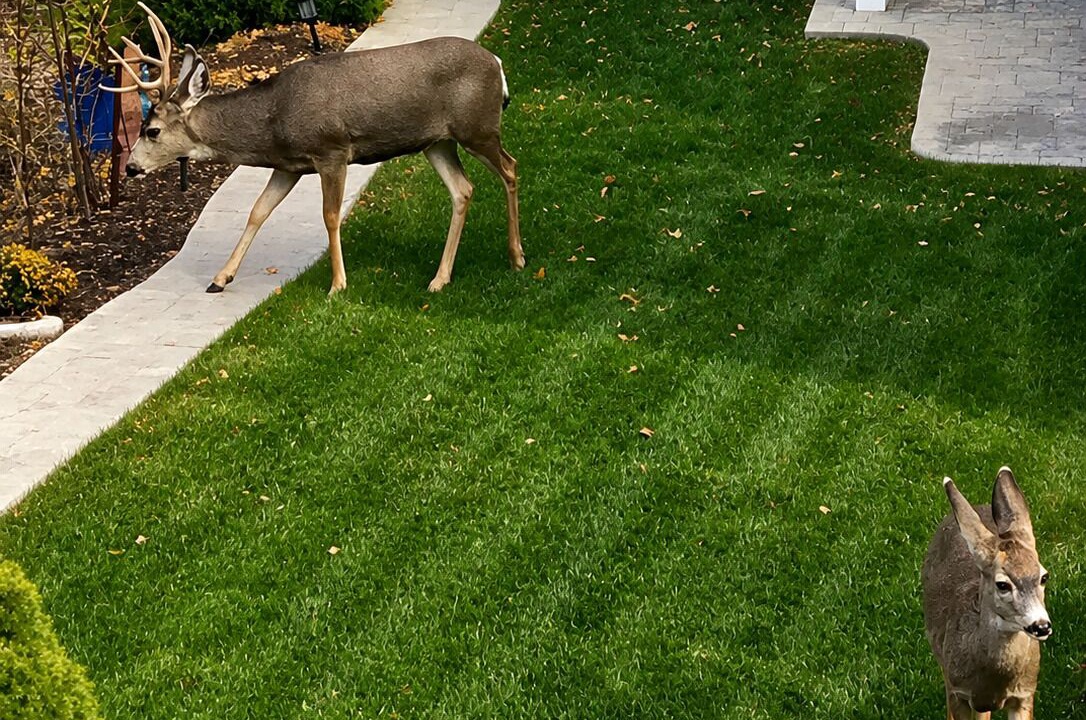 Photo of Others in North Salt Lake