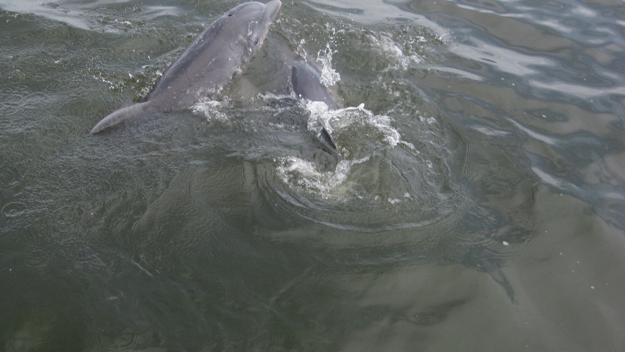 Photo of Others in Gulf Shores