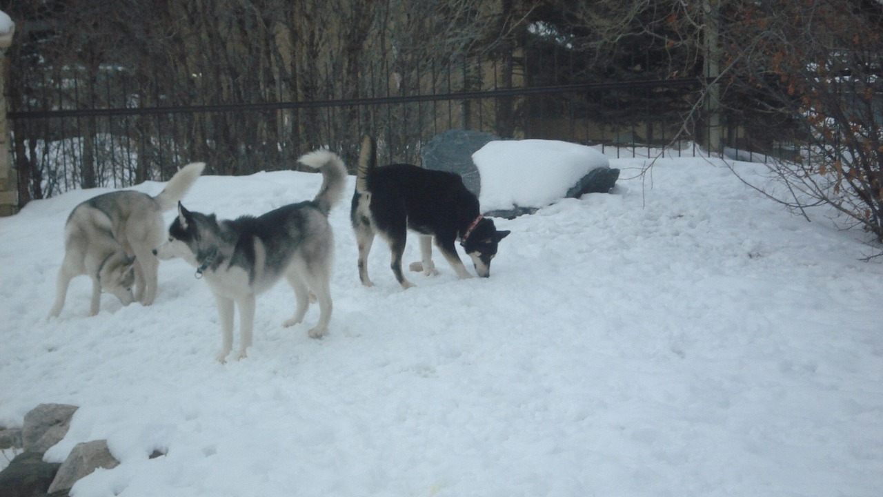 Photo of Others in Steamboat Springs