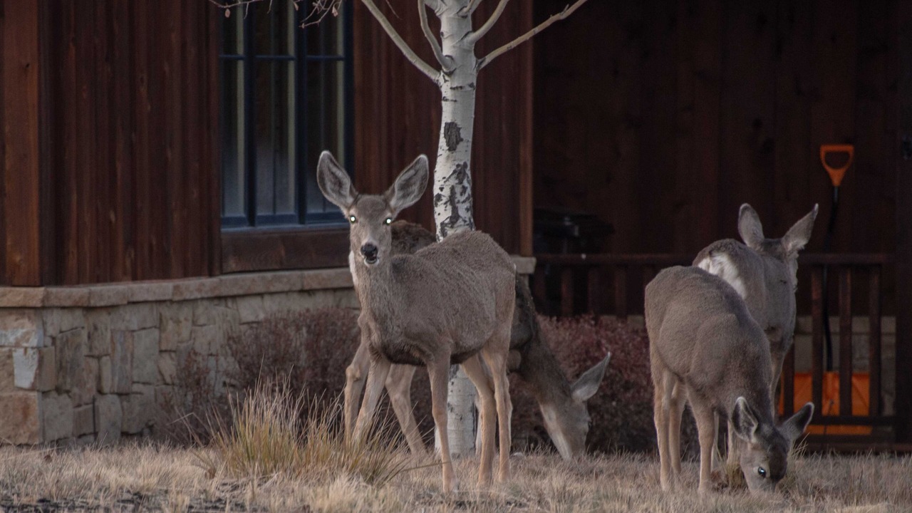 Photo of Outdoor in Park City