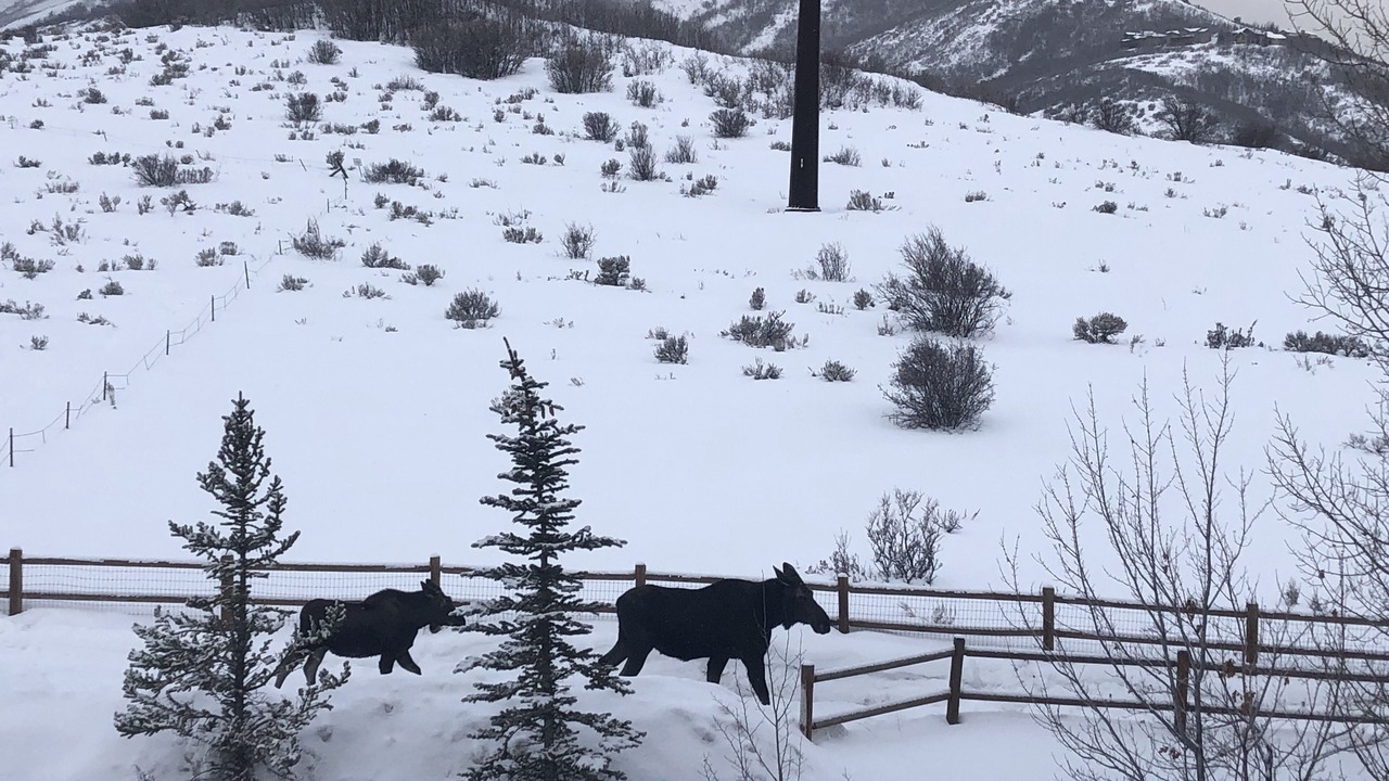 Photo of Others in Kimball Junction