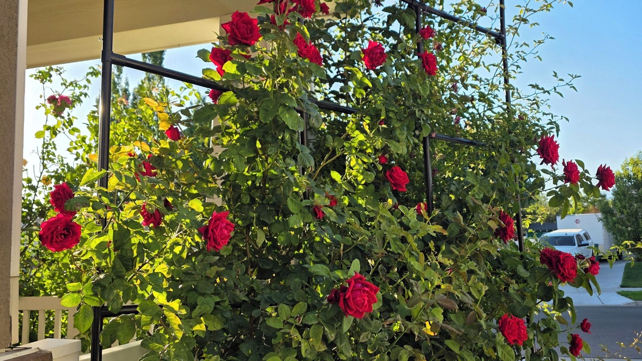 Photo of Outdoor in Orem