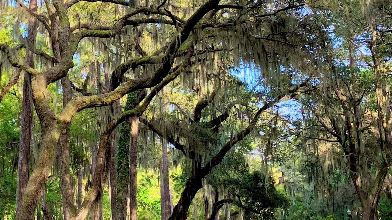 Photo of Others in Daufuskie Island