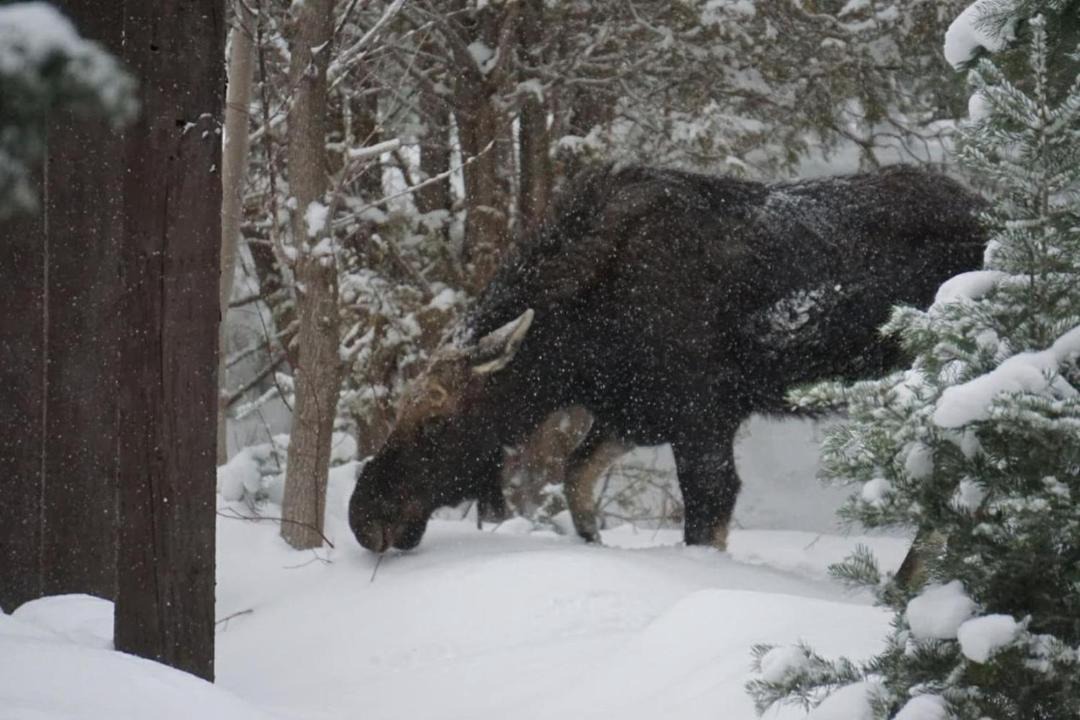Photo of Others in Snowbird